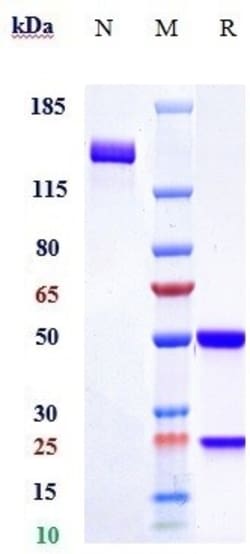Invitrogen PLA2 Biosimilar Recombinant Monoclonal Antibody:Antibodies:Primary