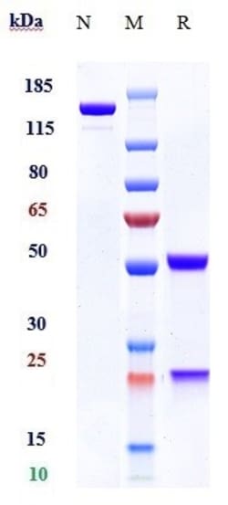 Invitrogen PRAME Biosimilar Recombinant Monoclonal Antibody:Antibodies:Primary