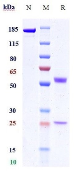 Invitrogen Bivastat Recombinant Monoclonal Antibody 100 &mu;g, Unconjugated:Antibodies,