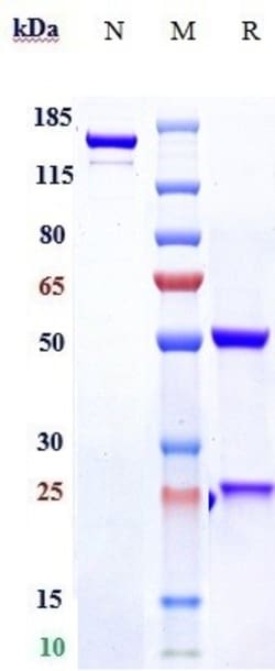 Invitrogen Rosmantuzumab Recombinant Monoclonal Antibody 1 mg:Antibodies,
