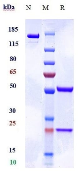 Invitrogen SIRP gamma Biosimilar Recombinant Monoclonal Antibody:Antibodies:Primary