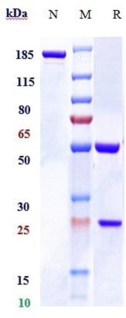 Invitrogen Bexmarilimab Recombinant Monoclonal Antibody 100 &mu;g; Unconjugated:Antibodies,