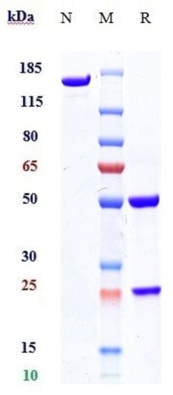 Invitrogen Gosuranemab Recombinant Monoclonal Antibody:Antikörper:Primärantikörper