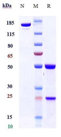 Invitrogen Linavonkibart Recombinant Monoclonal Antibody 100 &mu;g; Unconjugated:Antibodies,
