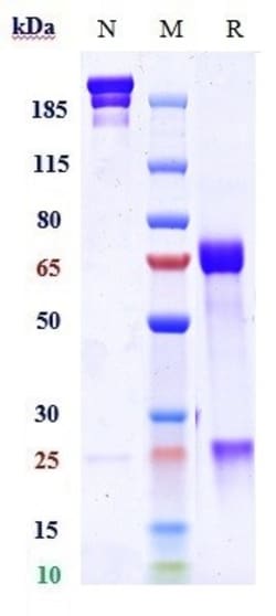 Invitrogen Bintrafusp Alfa Recombinant Monoclonal Antibody 1 mg:Antibodies,