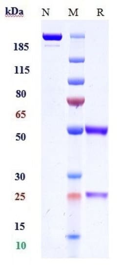 Invitrogen Tomaralimab Recombinant Monoclonal Antibody 100 &mu;g; Unconjugated:Antibodies,