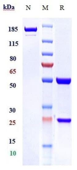Invitrogen Mapatumumab Recombinant Monoclonal Antibody 100 &mu;g; Unconjugated:Antibodies,