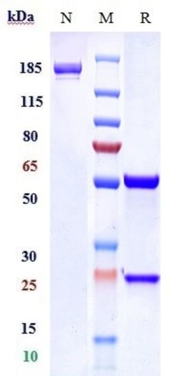 Invitrogen TrkA Biosimilar Recombinant Monoclonal Antibody 100 &mu;g:Antibodies,