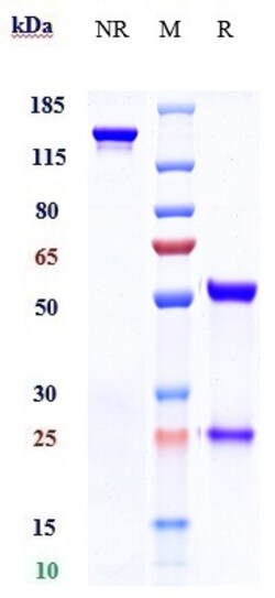 Invitrogen Sacituzumab Recombinant Monoclonal Antibody 1 mg; Unconjugated:Antibodies,