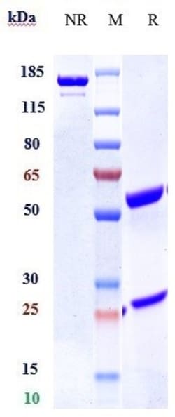 Invitrogen Enavatuzumab Recombinant Monoclonal Antibody 1 mg; Unconjugated:Antikörper