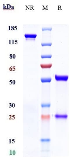 Invitrogen Timolumab Recombinant Monoclonal Antibody:Antibodies:Primary