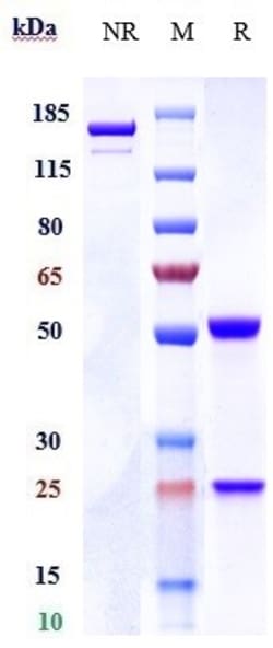 Invitrogen Raludotatug Recombinant Monoclonal Antibody 100 &mu;g; Unconjugated:Antibodies,
