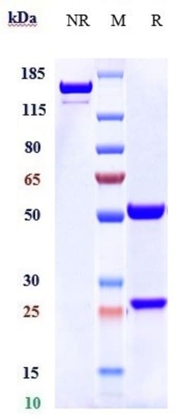 Invitrogen Itolizumab Recombinant Monoclonal Antibody:Antibodies:Primary