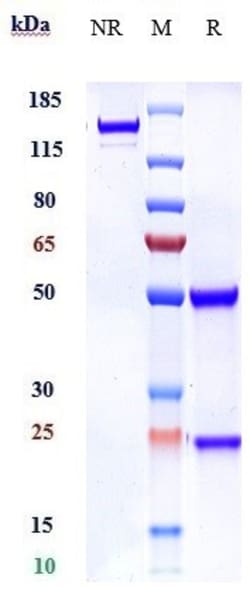 Invitrogen ROBO1 Biosimilar Recombinant Monoclonal Antibody 100 &mu;g:Antibodies,