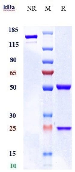 Invitrogen CD48 Biosimilar Recombinant Monoclonal Antibody:Antibodies:Primary