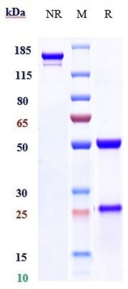 Invitrogen Adalimumab Recombinant Monoclonal Antibody 100 &mu;g; Unconjugated:Antikörper