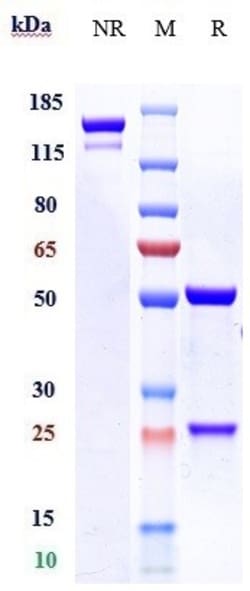 Invitrogen Erenumab Recombinant Monoclonal Antibody:Antibodies:Primary