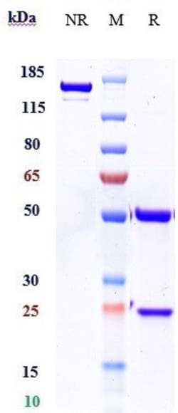 Invitrogen Burosumab Recombinant Monoclonal Antibody:Antikörper:Primärantikörper