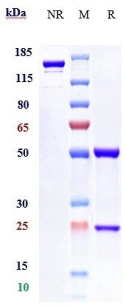 Invitrogen Anifrolumab Recombinant Monoclonal Antibody 100 &mu;g; Unconjugated:Antibodies,
