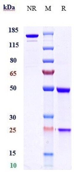 Invitrogen BTN1A1 Biosimilar Recombinant Monoclonal Antibody 1 mg; Unconjugated:Antibodies,