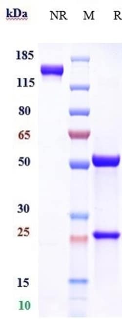 Invitrogen Sotevtamab Recombinant Monoclonal Antibody 1 mg; Unconjugated:Antibodies,