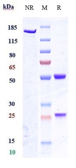 Invitrogen Anumigilimab Recombinant Monoclonal Antibody:Antibodies:Primary