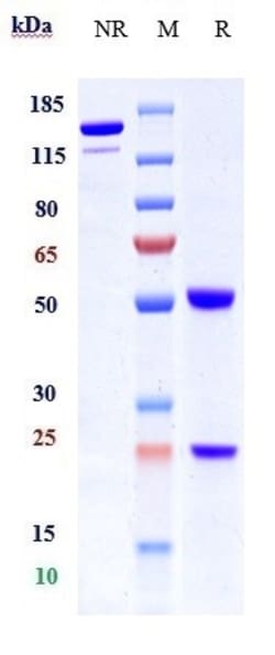 Invitrogen Integrin beta 1 (CD29) Biosimilar Recombinant Monoclonal Antibody:Antibodies:Primary