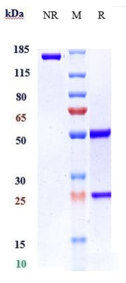 Invitrogen VEGFB Biosimilar Recombinant Monoclonal Antibody 1 mg; Unconjugated:Antibodies,
