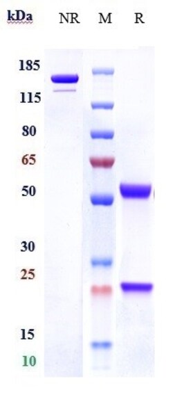 Invitrogen C1QA Biosimilar Recombinant Monoclonal Antibody 1 mg; Unconjugated:Antikörper