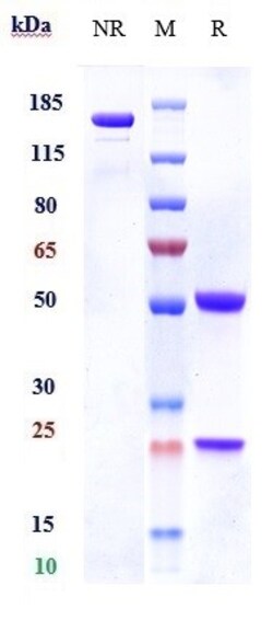 Invitrogen Trabikibart Recombinant Monoclonal Antibody 100 &mu;g; Unconjugated:Antibodies,