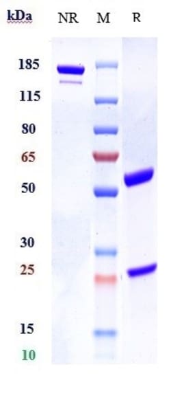Invitrogen GFRAL Biosimilar Recombinant Monoclonal Antibody 100 &mu;g;