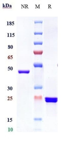 Invitrogen Glenzocimab Recombinant Monoclonal Antibody:Antibodies:Primary