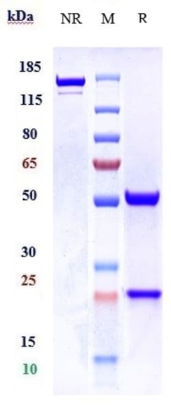 Invitrogen PCYT1B Biosimilar Recombinant Monoclonal Antibody 1 mg; Unconjugated:Antibodies,