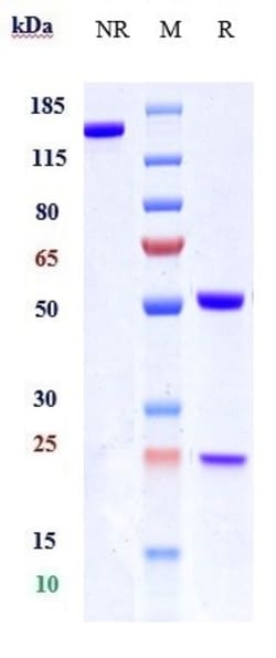 Invitrogen Eblasakimab Recombinant Monoclonal Antibody 100 &mu;g, Unconjugated:Antibodies,