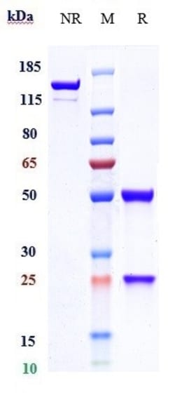 Invitrogen Indusatumab Recombinant Monoclonal Antibody 100 &mu;g; Unconjugated:Antikörper