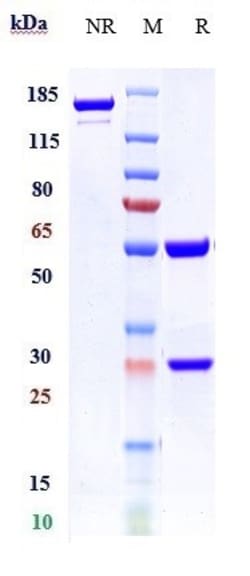 Invitrogen Milatuzumab Recombinant Monoclonal Antibody 1 mg; Unconjugated:Antibodies,