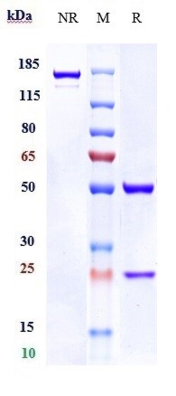 Invitrogen Lifastuzumab Recombinant Monoclonal Antibody 1 mg:Antibodies,