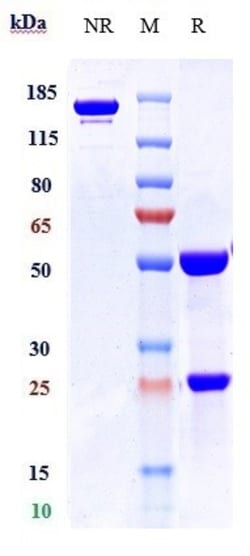 Invitrogen Apamistamab Recombinant Monoclonal Antibody 100 &mu;g; Unconjugated:Antibodies,