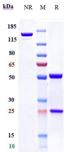 Invitrogen Emicizumab Recombinant Monoclonal Antibody 100 &mu;g; Unconjugated:Antibodies,