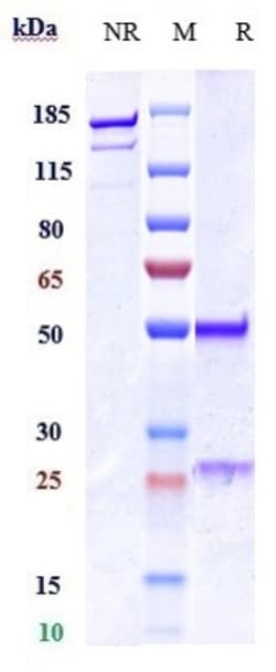 Invitrogen Thrombopoietin Biosimilar Recombinant Monoclonal Antibody:Antibodies:Primary