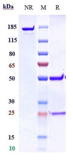 Invitrogen GREM1 Biosimilar Recombinant Monoclonal Antibody:Antibodies:Primary