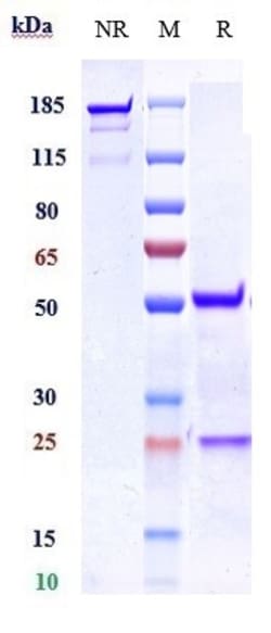 Invitrogen Nogo Receptor Biosimilar Recombinant Monoclonal Antibody 100