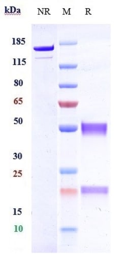 Invitrogen HFE2 Biosimilar Recombinant Monoclonal Antibody 1 mg; Unconjugated:Antibodies,