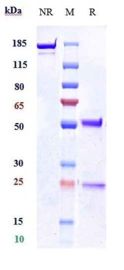 Invitrogen Kallikrein 5 Biosimilar Recombinant Monoclonal Antibody:Antibodies:Primary