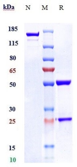 Invitrogen PAI1 Biosimilar Recombinant Monoclonal Antibody 100 &mu;g:Antibodies,
