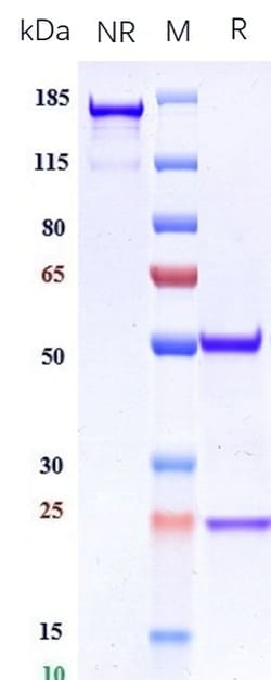 Invitrogen PF4 Biosimilar Recombinant Monoclonal Antibody:Antibodies:Primary