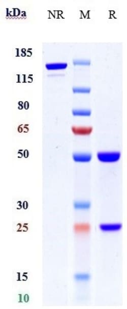 Invitrogen Prokineticin Receptor 1 Biosimilar Recombinant Monoclonal Antibody:Antibodies:Primary