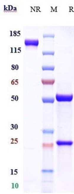 Invitrogen Albumin Biosimilar Recombinant Monoclonal Antibody 100 &mu;g;