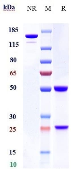 Invitrogen STOP1 Biosimilar Recombinant Monoclonal Antibody 100 &mu;g;