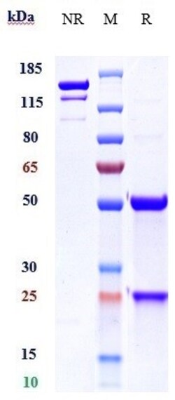 Invitrogen TMEFF2 Biosimilar Recombinant Monoclonal Antibody 100 &mu;g;